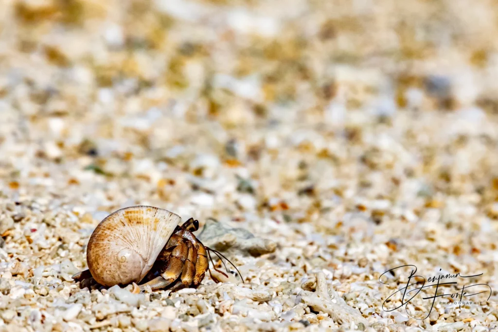 A hermit crab emerging from its shell on the sand