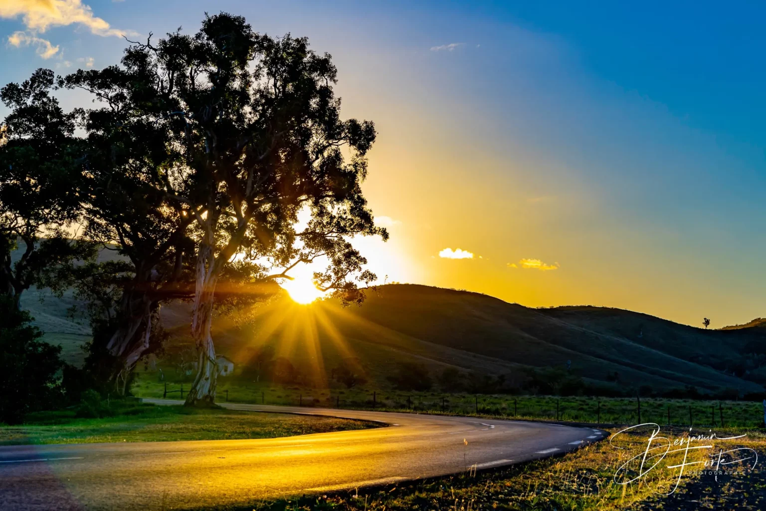 A winding road lit by the setting sun, behind a large tree