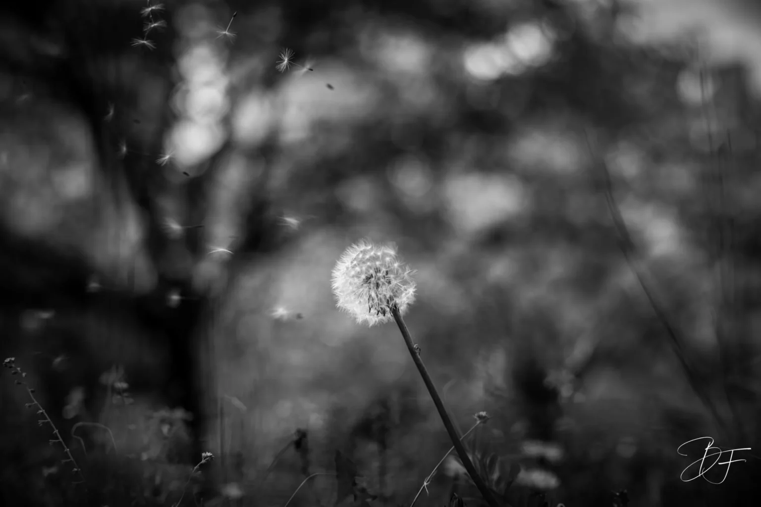 A dandelion gone to seed against a dark background, in black and white